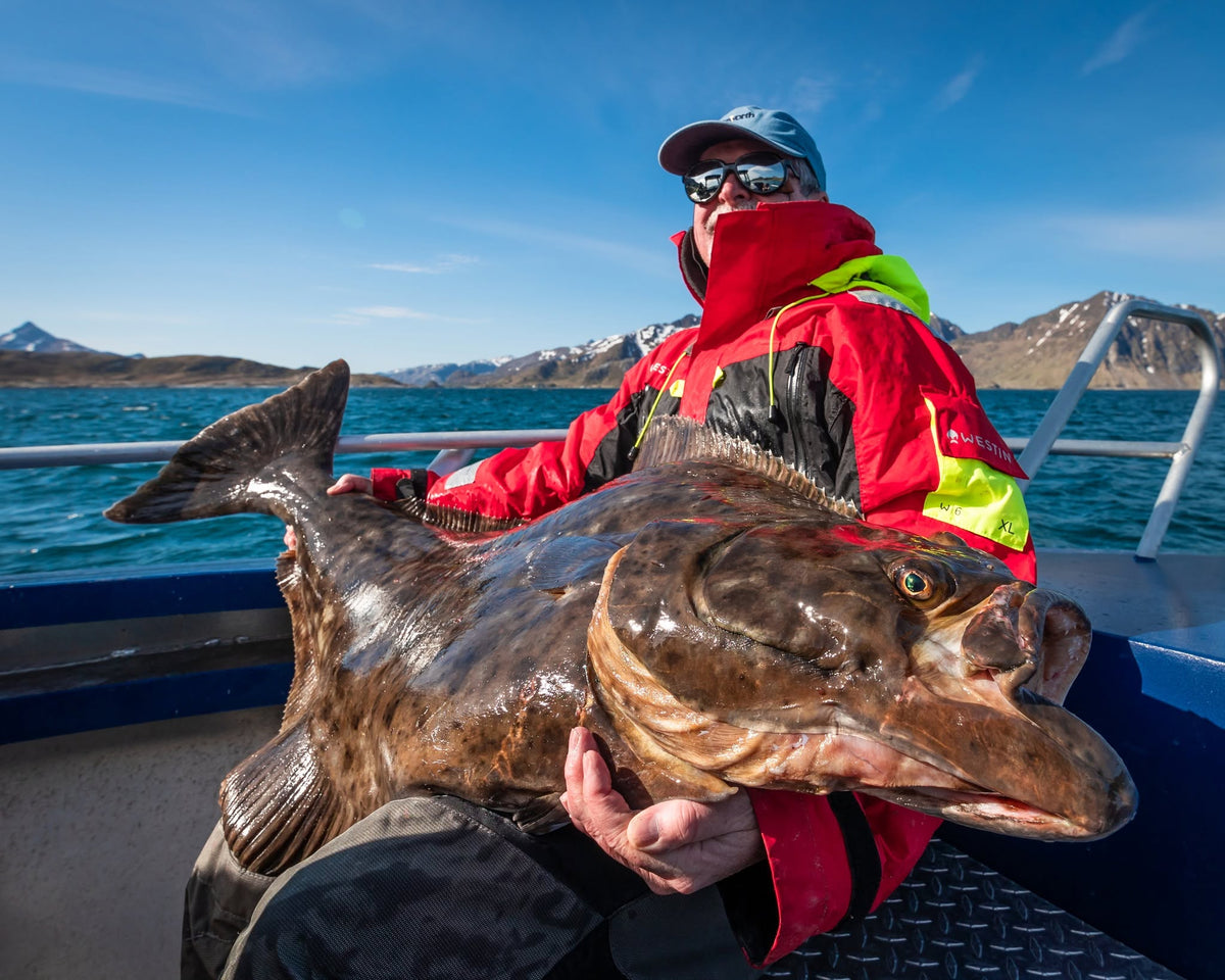 Sportfiskare med stor hälleflundra i Nappstraumen, Lofoten