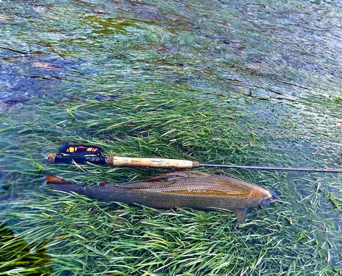 Nytagen fisk på grön undervattensväxt bredvid flugspö i klart grunt vatten - idealiskt för sportfiskare på fiskeresa.
