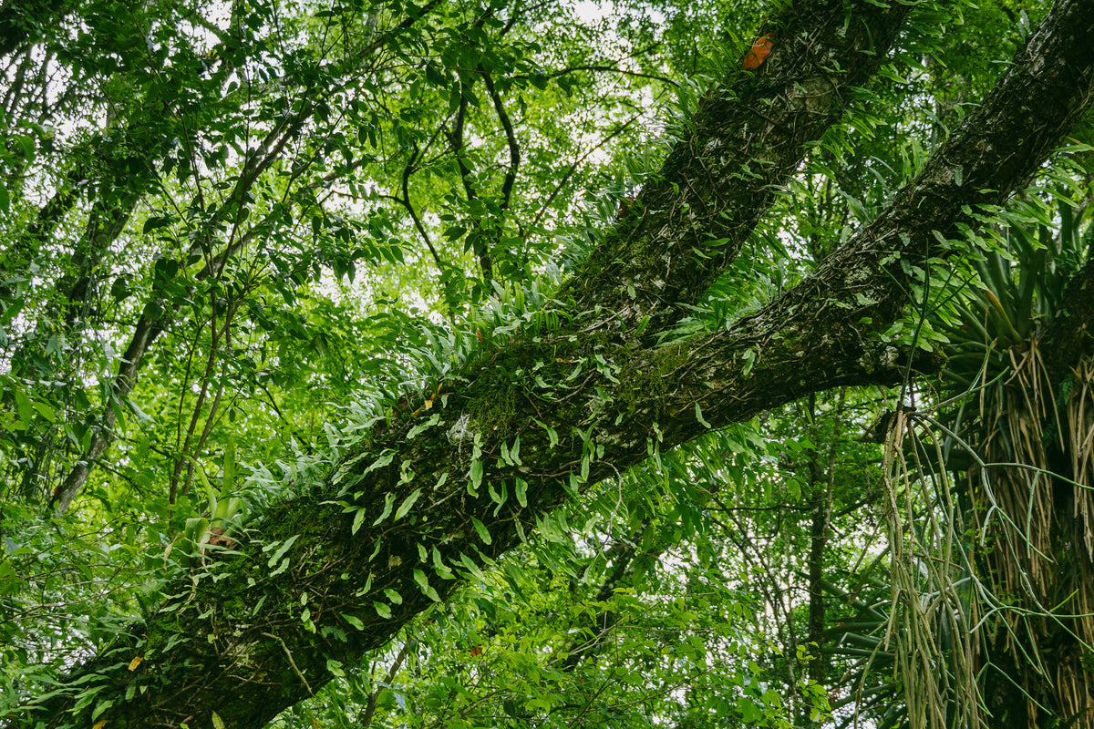 Stor trädgren med grön mossa och ormbunkar i frodig skog-en lugn plats för sportfiske på fiskeresa.