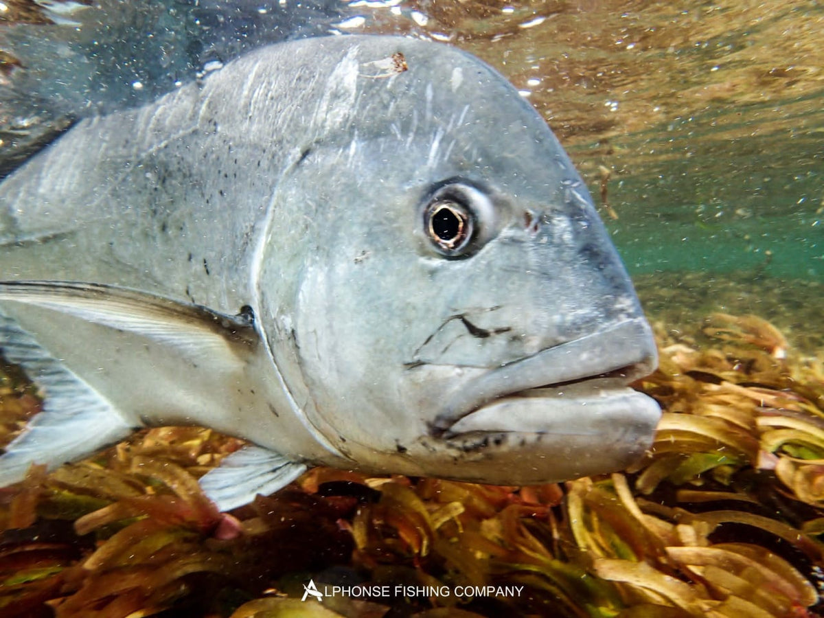 Närbild under vatten på en stor silverfisk bland vattenväxter, med Alphonse Fishing Company. Inspiration för din nästa fiskeresa.