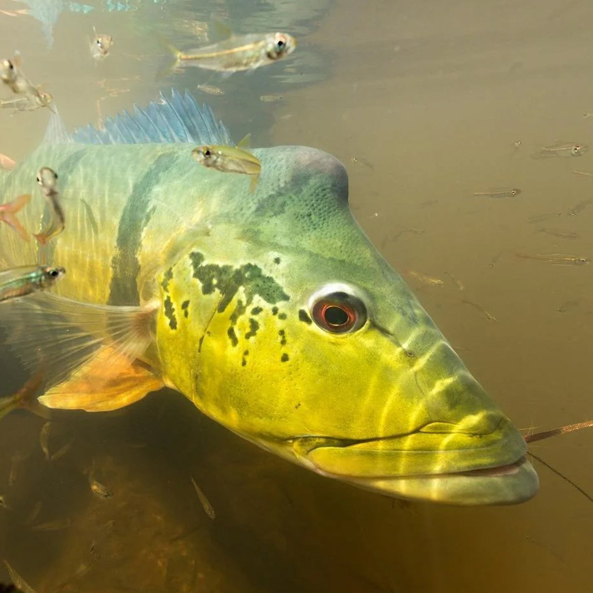 Närbild på en stor peacock bass bland mindre fiskar i floden i Guyana