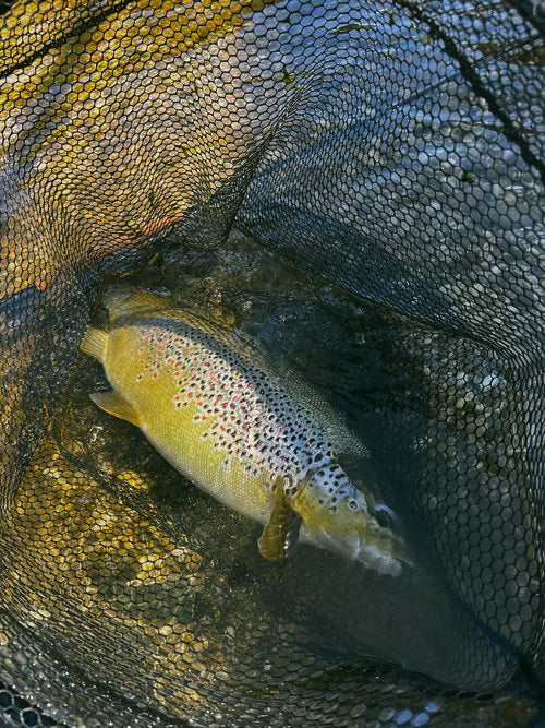 En brunfläckig fisk ligger i ett svart fisknät, delvis sänkt i grunt stenigt vatten-ett drömfynd för sportfiskare på resa.