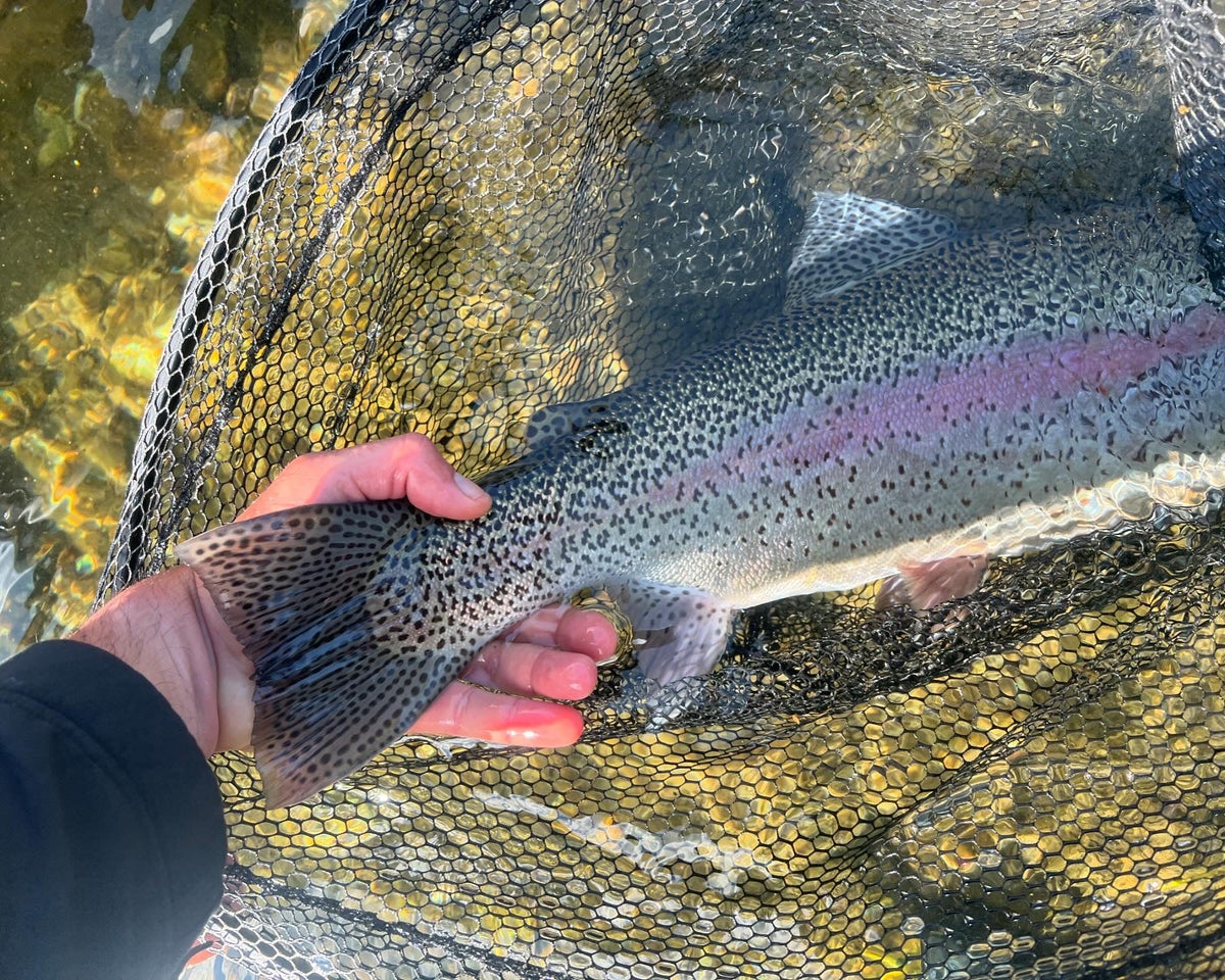 En sportfiskare håller en stor regnbågsöring i håv över klart, grunt vatten med synliga stenar på fiskeresa.