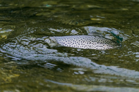 En prickig fisk simmar precis under vattenytan och skapar ringar i det klara, grunda vattnet – perfekt inspiration för din nästa fisketur.