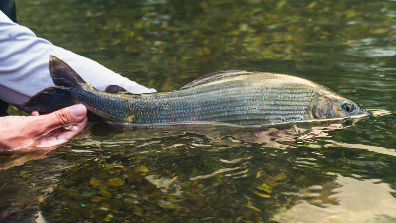 Fiskeäventyr i Bosnien – flugfiske – bild 5 | Outside Travels