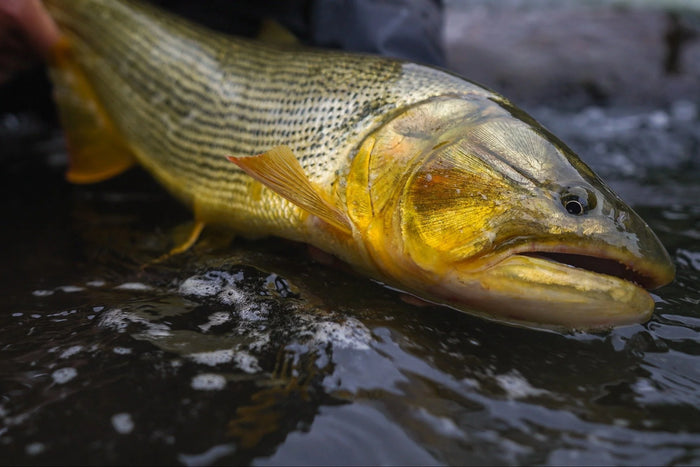 Närbild av en gyllene fisk med mörka ränder som hålls över vattnet, fjällen glänser - höjdpunkt för sportfiskare på fiskeresa.