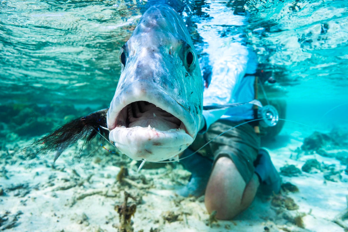 GT (giant trevally) vid revkanten i Franska Polynesien