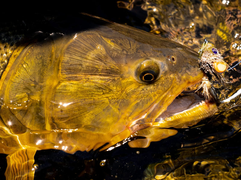 Närbild på fisk i vatten med fluga i underläppen-en ikonisk bild för sportfiskare på fiskeäventyr.