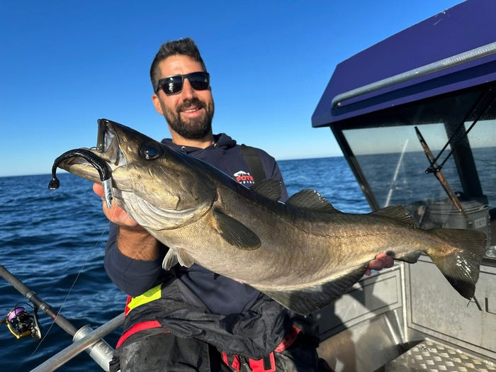 Sej fångad på spinnfiske under havsfiske i Lofoten