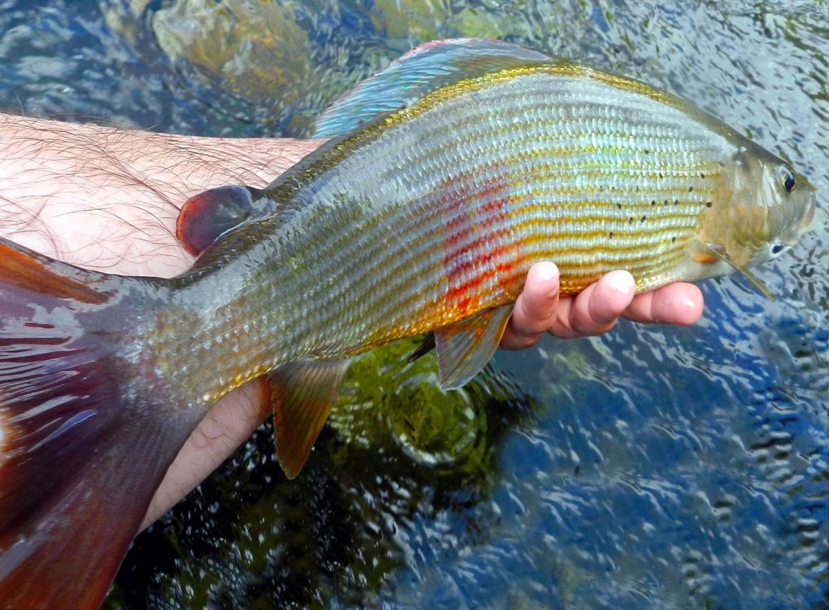 En sportfiskare håller en nyfångad fisk med blänkande fjäll och färgglada fenor över klart, strömmande vatten.