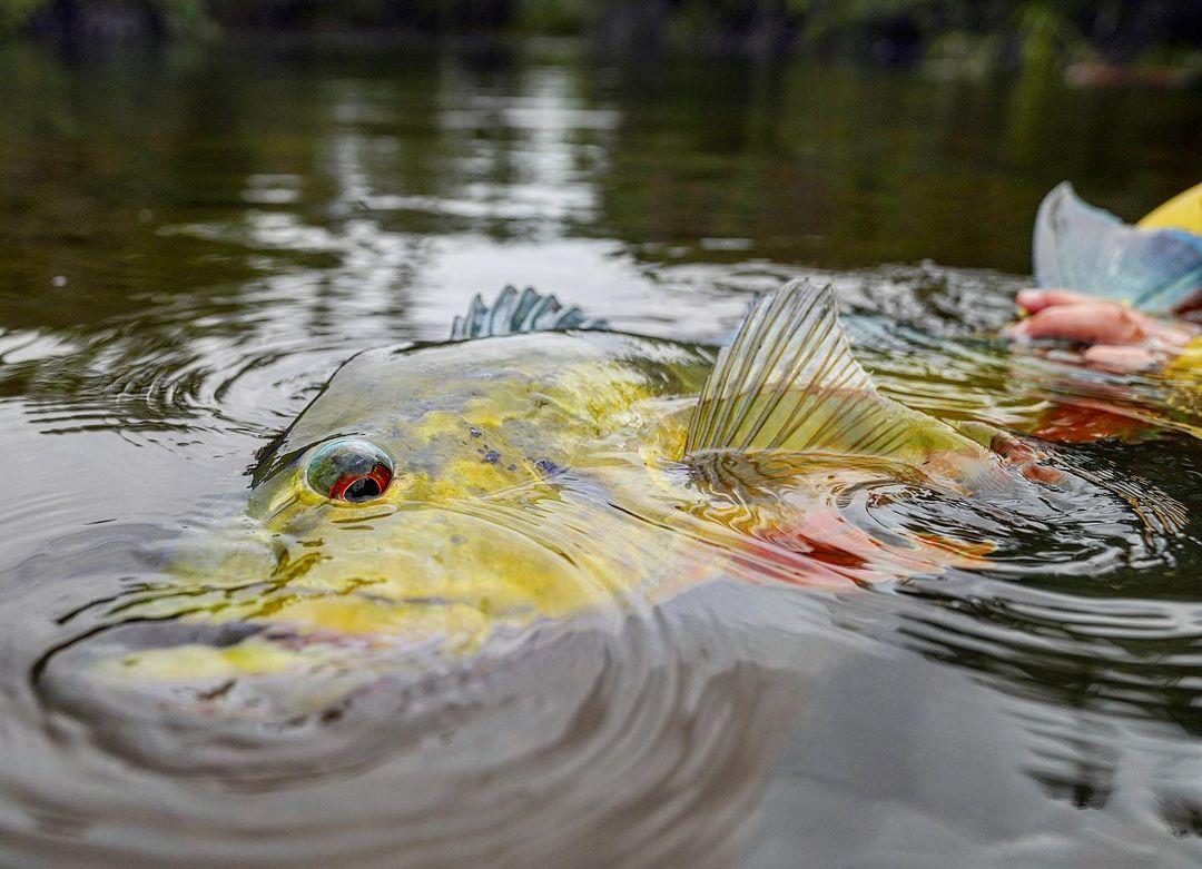 Närbild på en fisk med gula och gröna fjäll samt ett rött öga, delvis under vatten, varsamt hållen av en hand under en minnesvärd fisketur.
