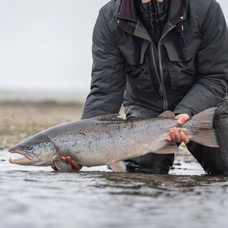 Sportfiskare i fiskeutrustning knäböjer i grunt vatten med stor silverfisk under fiskeresa Rio Grande, Argentina.