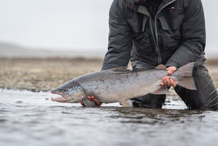 En person i fiskeutrustning sitter på knä i grunt vatten och håller en stor, silverfärgad fisk med mörka prickar under en minnesvärd fisketur. Bakgrunden är suddig, och fokus ligger på fångsten.