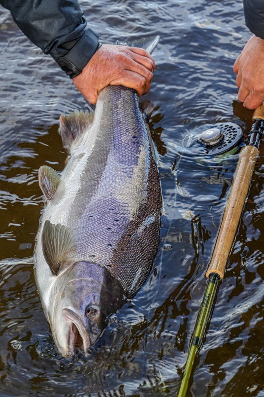 En person håller en stor silverfärgad fisk i grunt vatten bredvid ett fiskespö under en fisketur och förbereder sig för att släppa tillbaka den, vilket visar på fiskets belöning.