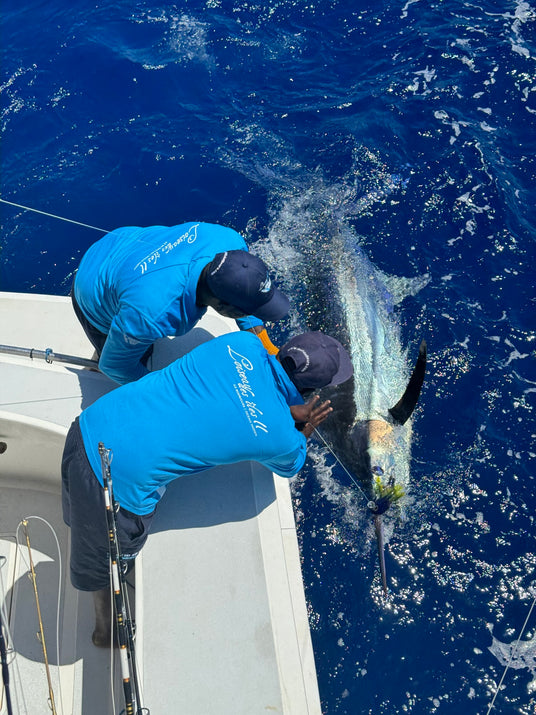 Marlin vid båtsidan före release utanför Rodrigues Island