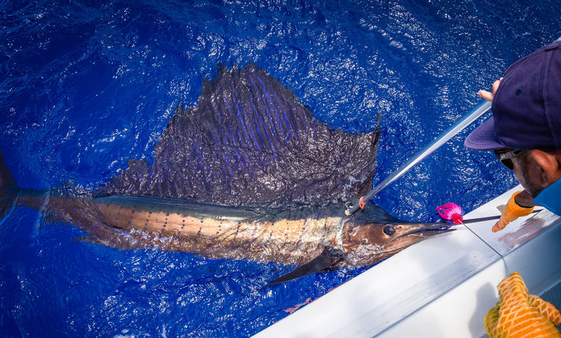 Sailfish tagen på trolling på väg mot Hawkins Bank
