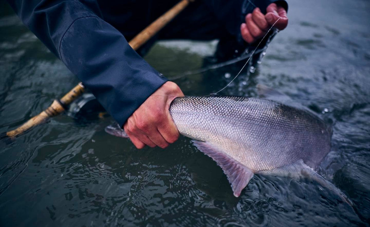 Fiskare släpper tillbaka en lax i älven i Skeenaområdet i Kanada