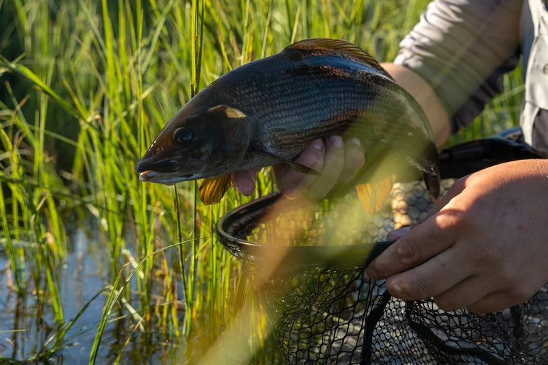 En sportfiskare håller upp en blank fisk över ett nät vid vattenbrynet, solsken och gröna vassruggar i bakgrunden.