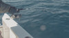 Trailer från popping och jigging på Madagaskar