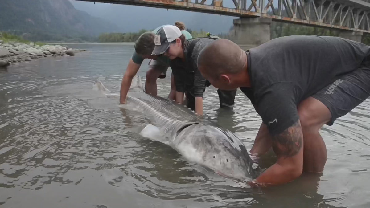 Trailer från fiskeresan till Fraser River i Kanada